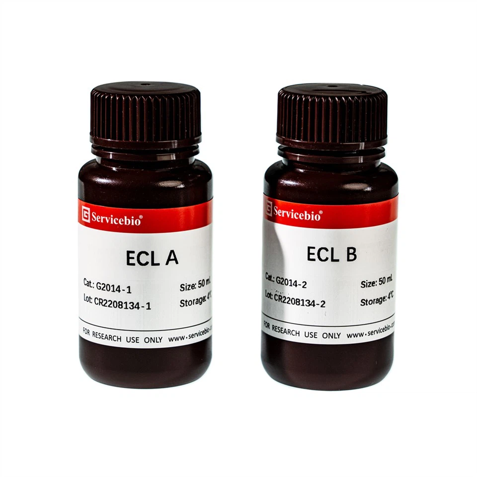 ECL Chemiluminescence Kit (NG)