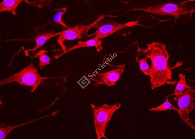 ® IF555-Búzacsíra-agglutinin (WGA, Red Light)